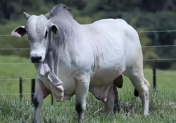 Leilão Varrela e Santa Nazaré assegura touros provados para maximizar a genética e desempenho