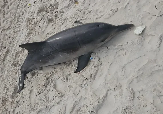 Boto-cinza é encontrado morto na Praia da Avenida, em Maceió