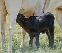 Pesquisa revela que bico artificial melhora bem-estar de bezerros