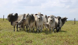 Nelore Santa Catarina inaugura nova sede em Campo Alegre