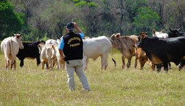 Auditores agropecuários reivindicam reestruturação da carreira e reposição de cargos