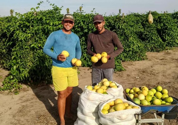 Fruticultura impulsiona renda e exportações no Agreste de Alagoas com abacaxi e maracujá
