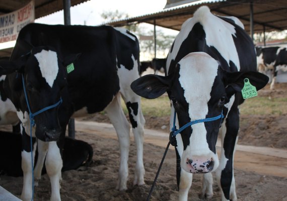 Ifal participa da 38ª Expo Bacia Leiteira com palestra e exposição em estande