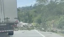 Árvore cai e bloqueia parcialmente rodovia na zona rural de Satuba