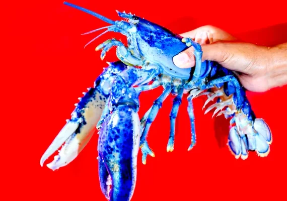 Lagosta azul brilhante surpreende cientistas nos EUA: “Uma em 2 milhões”
