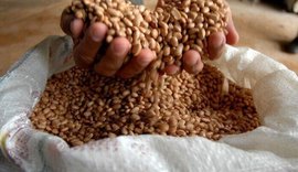 Brasil pode superar EUA e liderar exportações agrícolas globais