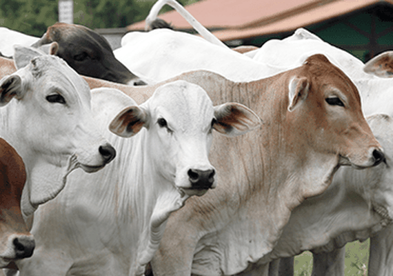 Controle biológico de carrapatos tem resultados no RS