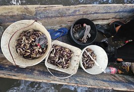 Jovens são flagrados capturando caranguejos no defeso em Maceió