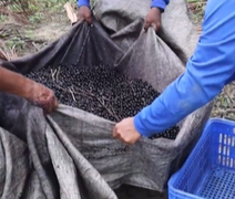 Fazenda alagoana investe em fertirrigação e qualidade no cultivo de açaí