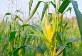 Safrinha será intensa, mesmo fora da janela