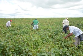 Sebrae investirá R$ 4,8 milhões para desenvolvimento do agronegócio em AL