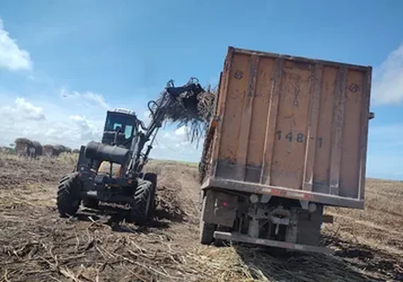 Novo recorde: produção agrícola de AL ultrapassa R$ 4 bilhões