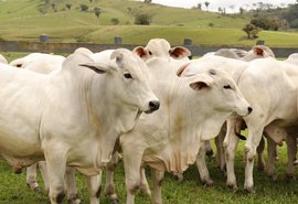 Barros Correia abre leilões da Expoagro neste sábado (26)