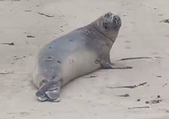 VÍDEO: Elefante-marinho é flagrado em Barra de Santo Antônio