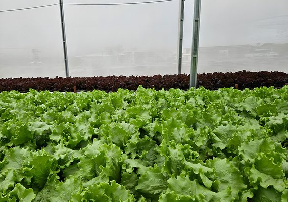 Reuso de solução nutritiva reduz custos na produção de hortaliças
