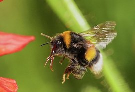Pesquisadores identificam sinais de consciência em abelhas