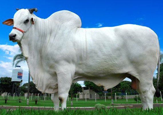 Alta na arroba do boi aquece mercado