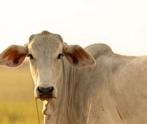 Abate de bovinos no Brasil volta a crescer após dois anos de queda