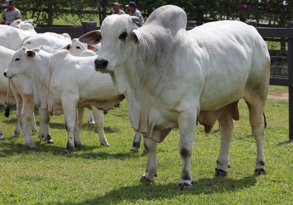 IBC oferta animais com padrão genético para atender mercado da pecuária