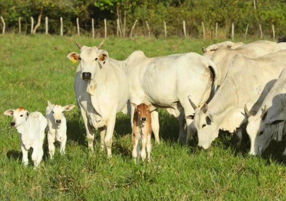 Precocidade e habilidade materna definem o time de fêmeas do Leilão Santa Nazaré e Varrela