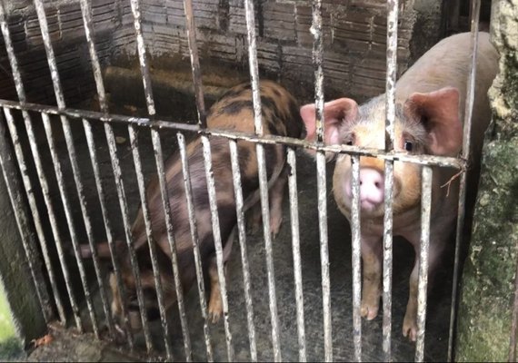 Proprietária de pocilga clandestina é autuada em Maceió