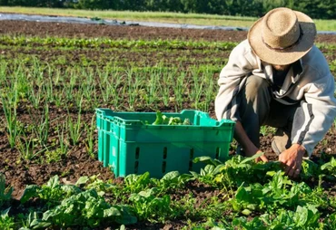 Senado aprova projeto para renegociar dívidas do setor rural