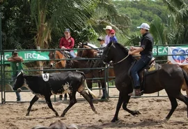 Saiba o que é Ranch Sorting , prova de cavalaria que começa nesta sexta na Expoagro-AL