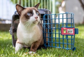 Feira de Adoção da prefeitura leva animais para Rua Aberta neste domingo (14)