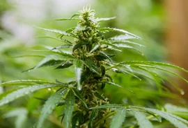 Estudo aponta composto da cannabis que alivia dor sem efeitos
