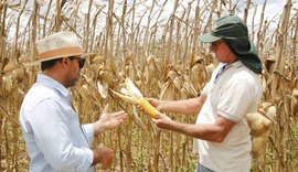 Seca reduz produção de milho e acende alerta para o agro nordestino