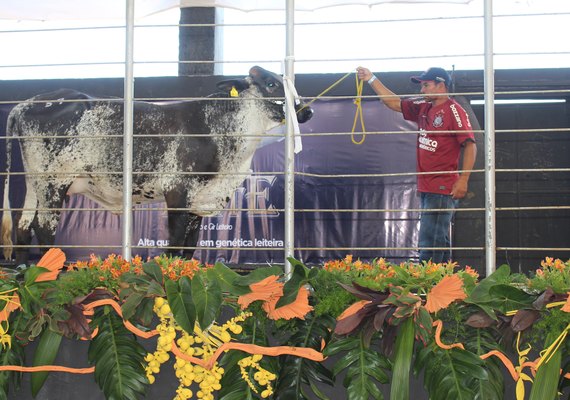 Leilão Mais Leite prepara seleção leiteira de destaque para 69ª Expoagro/AL