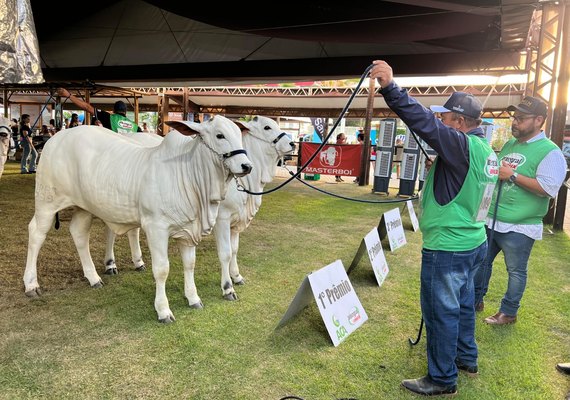 Julgamentos na Expoagro-AL destacam expertise genética e excelência dos rebanhos do Nordeste