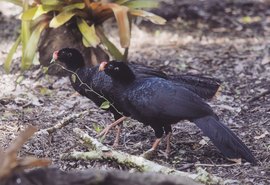Novo parque abrigará Mutum-de-Alagoas e outras espécies de aves