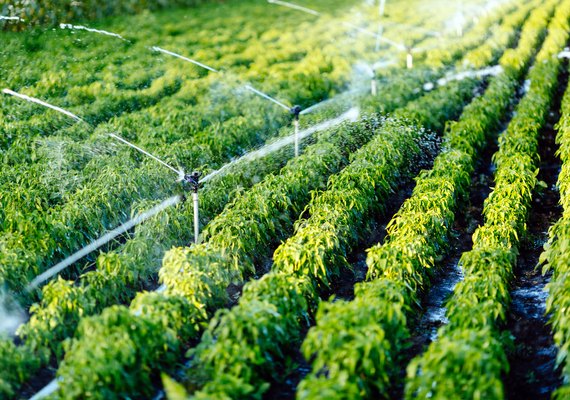 Colheitas podem ser controladas pelo celular