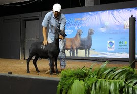 Leilão Alagoas Santa Inês retorna ao mercado com faturamento de R$ 268 mil