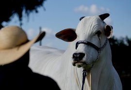 Medidas da União Europeia contra carne brasileira reacendem impasse em acordo