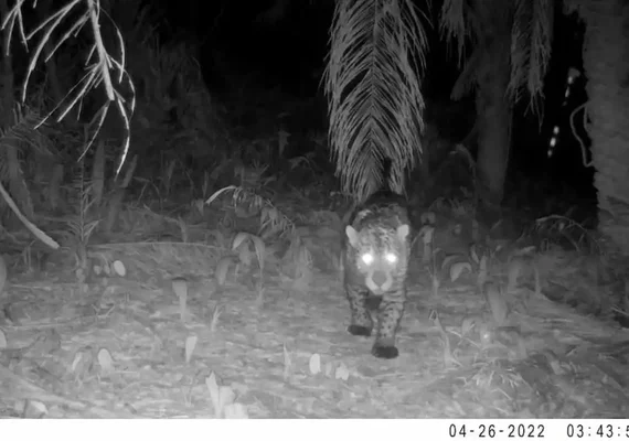 Em MT, Sema monitora animais silvestres da Estrada do Pantanal, confira!