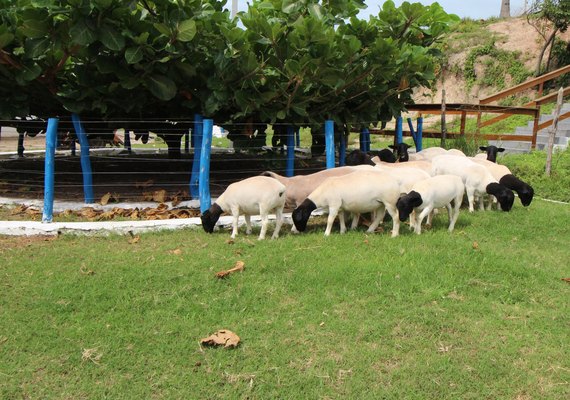 Leilão Pé na Areia acontece nesta quinta (17)