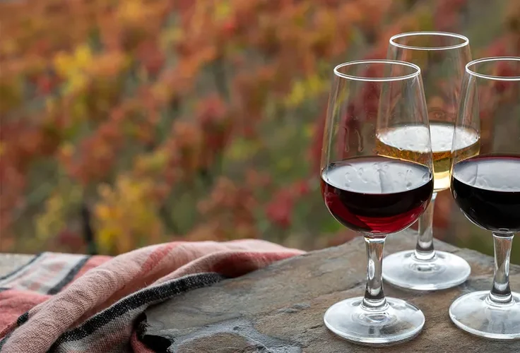 Quer aprender sobre vinho? Bebida é tema de curso online e gratuito