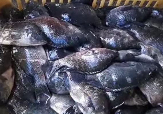 Palmeira dos Índios realiza tradicional Feira do Peixe da Semana Santa