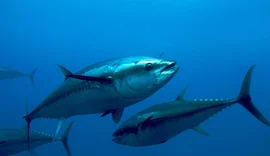 Conheça os pescados brasileiros que escaparam do tarifaço de Trump
