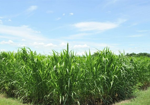 Trump mantém tarifa do açúcar e frustra setor sucroenergético de AL