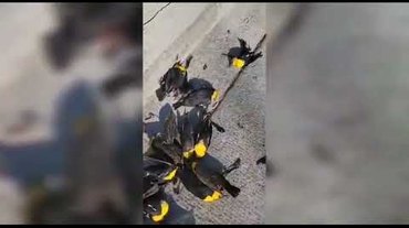 Centenas de pássaros caem do céu sobre rua e casas no México; veja vídeo