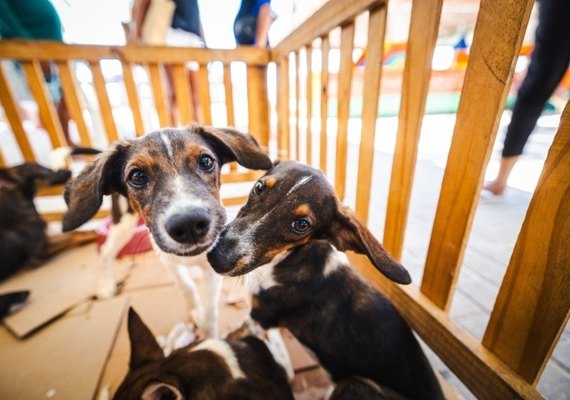 SMS orienta tutores sobre cuidados com cães e gatos durante festas juninas