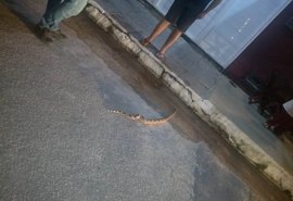 Jiboia aparece na Jatiúca e agentes do Ronda no Bairro ajudam moradores a resgatar o animal