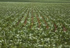 Produção Agropecuária  fecha 2018 em R$ 569,8 bilhões