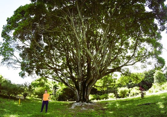 Circuito promove imersão artística em meio à natureza em Maceió