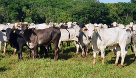 Nutrição animal: item importante no agronegócio