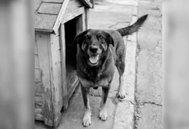 Cão Orelha: por que caso é sigiloso e o que pode ocorrer