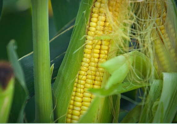 Mercado do milho apresenta tendência de alta